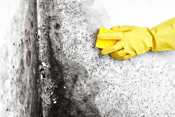 Best Black Mold Removal  in Ridgefield, WA
