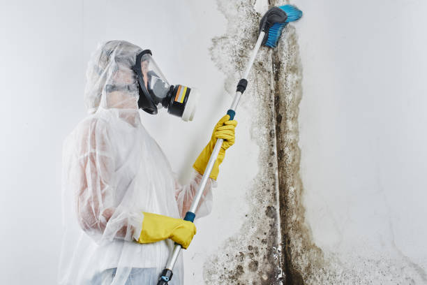Best Home Mold Removal  in Ridgefield, WA
