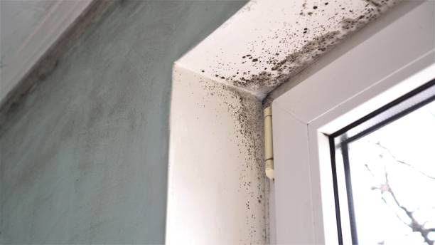 Best Mold Removal Company Near Me  in Ridgefield, WA