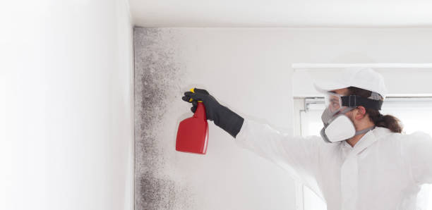 Best Emergency Mold Removal  in Ridgefield, WA