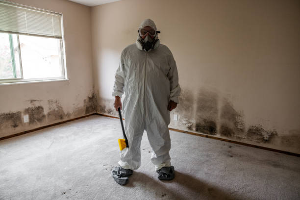 Best Attic Mold Removal  in Ridgefield, WA