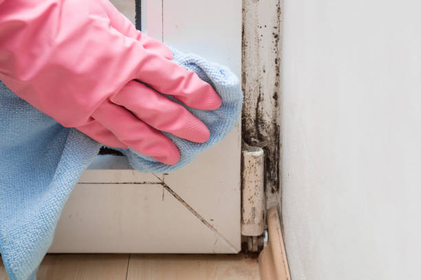 Best Toxic Mold Removal  in Ridgefield, WA