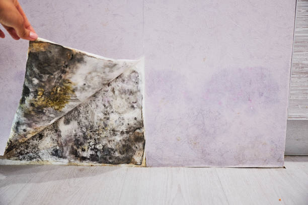 Certified Mold Removal in Ridgefield, WA